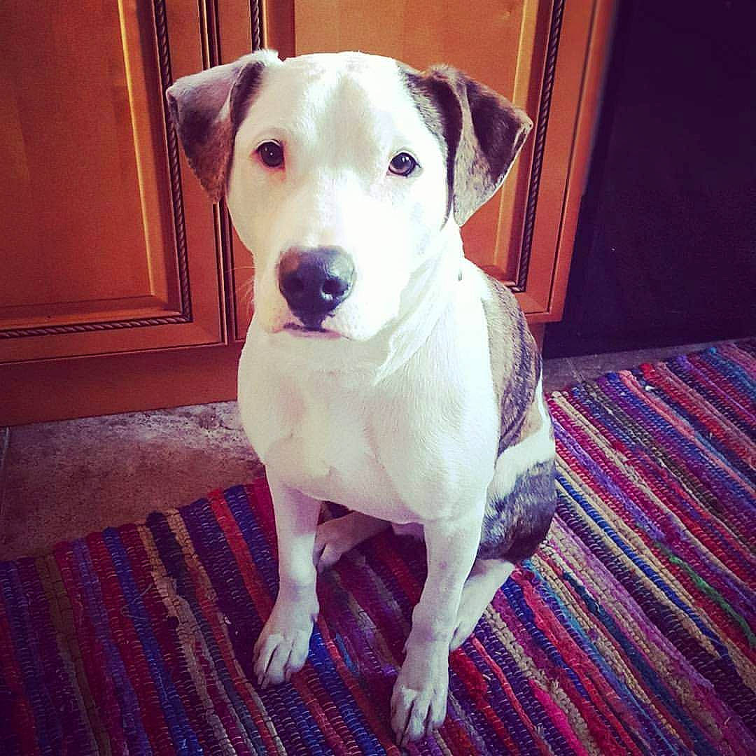 Marv is registered to the contest to win money with this photo: canidae, carnivore, catahoula_bulldog, companion_dog, dog, dog_breed, fawn, labrador_retriever, mammal, nose, puppy, rare_breed_dog, snout, sporting_group, tail, vertebrate