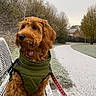 animal, bench, brown_dog, canine, cold, curious, daytime, dog, fur, green_jacket, landscape, leash, nature, outdoor, park, pathway, pet, snow, trees, winter