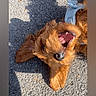 Mabel is registered to the contest to win money with this photo: dog, puppy, brown_dog, outdoor, pavement, sunlight, shadow, collar, playful, pet, canine, happy, animal, cute, tongue, fur, small_dog, smiling, closeup, daylight