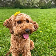 Mabel is registered to the contest to win money with this photo: dog, curly_hair, flower, yellow_flower, grass, greenery, park, outdoor, tongue_out, happy, pet, canine, nature, spring, cute, animal, sitting, fur, playful, daytime