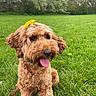 dog, curly_hair, flower, yellow_flower, grass, greenery, park, outdoor, tongue_out, happy, pet, canine, nature, spring, cute, animal, sitting, fur, playful, daytime