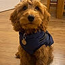 animal, blue_harness, brown_fur, collar, companion, cozy, curly_fur, cute, dog, door, floor, furniture, home, indoor, looking_up, pet, pet_accessory, puppy, sitting, wooden_floor