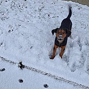 Gamin a rejoint le concours — aidez-le/la à gagner de superbes lots ! animal, black, black_and_tan, brown, dog, frost, grass, outdoor, pawprints, pet, playful, portrait, short_hair, snow, snowy_yard, standing, tail_up, wall, white, winter