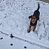 animal, black, black_and_tan, brown, dog, frost, grass, outdoor, pawprints, pet, playful, portrait, short_hair, snow, snowy_yard, standing, tail_up, wall, white, winter