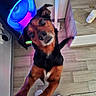 Gamin participe au concours pour gagner de l'argent avec cette photo : animal, black_and_brown, blue_lighting, camera_gaze, close_up, computer, dog, floppy_ears, home, indoor, paws, pet, playful, portrait, puppy, rug, sitting, upside_down, wide_eyed, wooden_floor