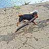 Gamin a rejoint le concours — aidez-le/la à gagner de superbes lots ! animal, black_and_brown, branch, carrying, concrete, daylight, dog, humorous, lake, nature, outdoor, pet, shoreline, small_dog, standing, stick, tail, walking, waterfront, wet_fur