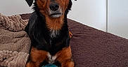 Gamin participe au concours pour gagner de l'argent avec cette photo : alert, animal, ball, bed, bedroom, black_and_brown, blanket, blue_ball, cute, dog, ears, eyes, fur, indoors, nose, paws, pet, portrait, sitting, toy