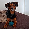 alert, animal, ball, bed, bedroom, black_and_brown, blanket, blue_ball, cute, dog, ears, eyes, fur, indoors, nose, paws, pet, portrait, sitting, toy