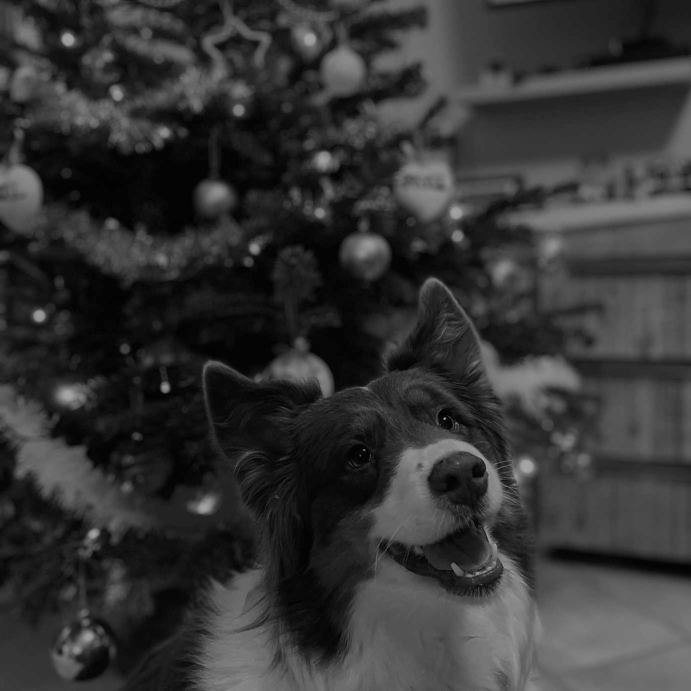 Mya participe au concours pour gagner de l'argent avec cette photo : accessories, animal, canine, christmas, christmasdecorations, christmastree, collie, conifer, dog, festival, fir, hound, husky, pet, plant, pottedplant, puppy, sphere, terrier, tree