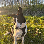 Samy a rejoint le concours — aidez-le/la à gagner de superbes lots ! dog, black_and_white, harness, grass, dandelions, sunlight, outdoor, trees, nature, field, pet, canine, daylight, flora, animal, sitting, sunny, greenery, summer, park