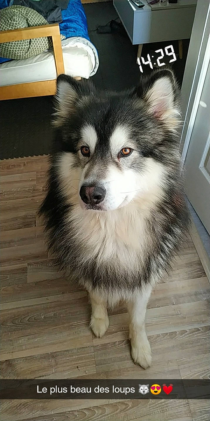 Nawak participe au concours pour gagner de l'argent avec cette photo : alaskan_klee_kai, alaskan_malamute, ancient_dog_breeds, canadian_eskimo_dog, canidae, carnivore, dog, dog_breed, finnish_lapphund, mammal, miniature_siberian_husky, native_american_indian_dog, puppy, sakhalin_husky, siberian_husky, sled_dog, snout, vertebrate, wolfdog, working_dog