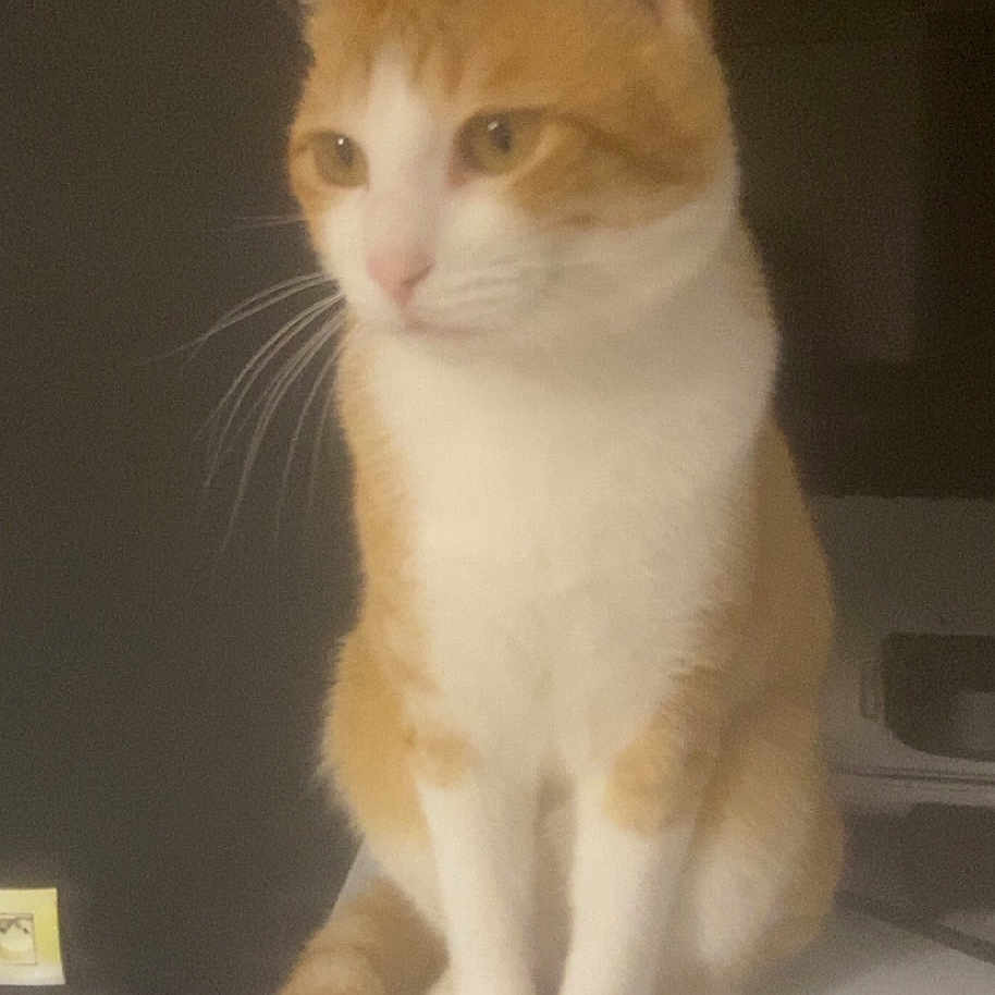 Garfield a rejoint le concours — aidez-le/la à gagner de superbes lots ! animal, calm, cat, companion, cute, domestic_animal, ears, feline, furry, household, indoor, looking_away, mammal, orange_cat, pet, sitting, soft_light, tail, whiskers, white_cat