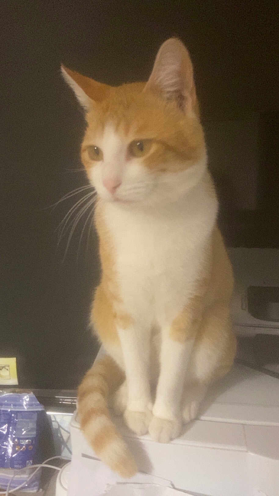 Garfield a rejoint le concours — aidez-le/la à gagner de superbes lots ! cat, orange_cat, white_cat, pet, feline, animal, sitting, tail, whiskers, ears, indoor, calm, looking_away, domestic_animal, cute, furry, mammal, household, companion, soft_light