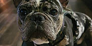 Berkeley joined the competition — help win amazing prizes! animal, black_nose, blurred_background, canine, close_up, companion, curious, cute, dog, domestic, ears, face, floor, french_bulldog, furniture, indoor, living_room, merle_coat, pet, television
