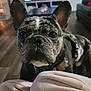 dog, french_bulldog, merle_coat, pet, close_up, indoor, living_room, curious, canine, animal, ears, face, black_nose, floor, television, furniture, blurred_background, domestic, companion, cute