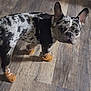 dog, french_bulldog, spotted, indoor, wooden_floor, footwear, booties, pet, animal, curious, standing, canine, paw_protection, brown, black, white, ears, looking, cute, domestic
