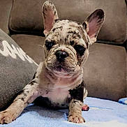 Berkeley joined the competition — help win amazing prizes! puppy, dog, french_bulldog, pet, animal, canine, cute, young, spotted, ears, face, wrinkles, blanket, sofa, indoor, fur, sitting, looking, closeup, companion