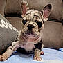 puppy, dog, french_bulldog, pet, animal, canine, cute, young, spotted, ears, face, wrinkles, blanket, sofa, indoor, fur, sitting, looking, closeup, companion