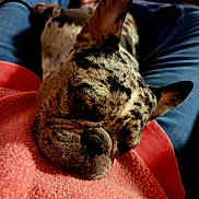 Berkeley joined the competition — help win amazing prizes! animal, brindle, closeup, comfort, companion, cozy, cute, dog, domestic, ears, french_bulldog, fur, indoor, jeans, lap, pet, relaxation, resting, snout, sweater