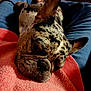 dog, french_bulldog, brindle, pet, lap, relaxation, cozy, indoor, jeans, sweater, closeup, resting, cute, animal, domestic, companion, snout, ears, fur, comfort
