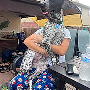 Coco Marie joined the competition — help win amazing prizes! arm, brick_wall, chair, collar, daytime, dog, fence, hand, outdoor, pajama_pants, patio, person, phone, relaxing, seating, spotted_dog, summer, table, umbrella, water_bottle