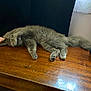 cat, gray_cat, sleeping, paw_covering_face, wooden_table, indoor, furniture, cozy, pet, animal, fluffy, relaxed, resting, curtain, textile, pink_cloth, fur, domestic_cat, cute, lazy