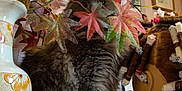 Athène a rejoint le concours — aidez-le/la à gagner de superbes lots ! cat, gray_cat, fluffy_cat, autumn_leaves, vase, mannequin_head, hair_rollers, indoor, decor, table, plant, leaves, furniture, fur, pet, cozy, still_life, closeup, colorful, houseplant