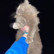 Athène a rejoint le concours — aidez-le/la à gagner de superbes lots ! cat, fluffy, gray, night, dark_background, hand, blue_sleeve, bracelet, whiskers, fur, pet, animal, illuminated, curious, outdoor, holding, close_up, portrait, feline, glowing_eyes