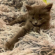 Izis a rejoint le concours — aidez-le/la à gagner de superbes lots ! kitten, cat, gray_cat, furry, fluffy_blanket, stretching, cozy, sleepy, indoor, pet, animal, soft_texture, closeup, resting, cute, young_cat, feline, bedroom, fabric, comfort