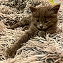kitten, cat, gray_cat, furry, fluffy_blanket, stretching, cozy, sleepy, indoor, pet, animal, soft_texture, closeup, resting, cute, young_cat, feline, bedroom, fabric, comfort