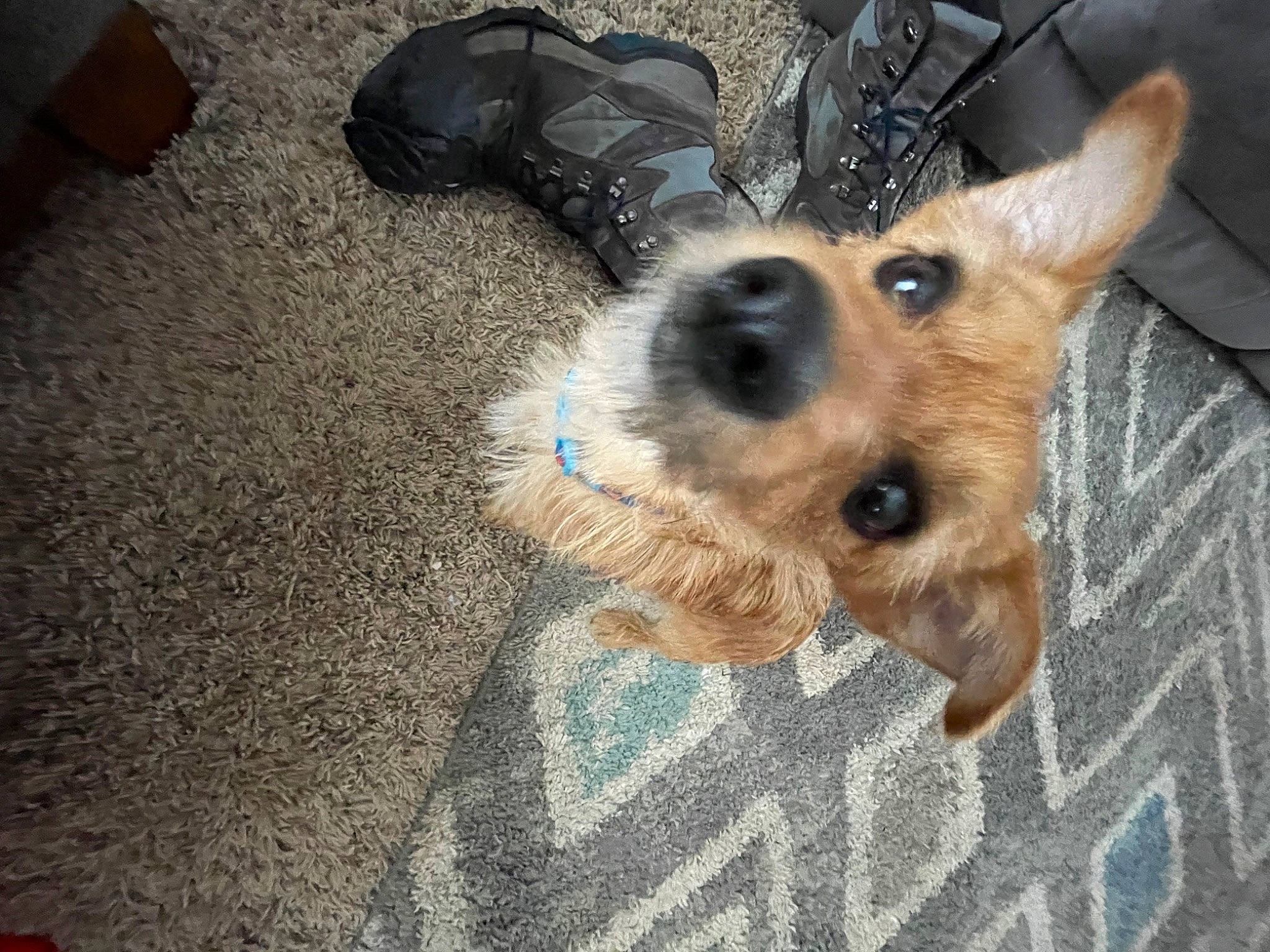 Moose joined the competition — help win amazing prizes! canidae, carnivore, comfort, companion_dog, dog, dog_breed, fawn, flooring, foot, fur, herding_dog, paw, snout, sporting_group, terrestrial_animal, whiskers, working_animal