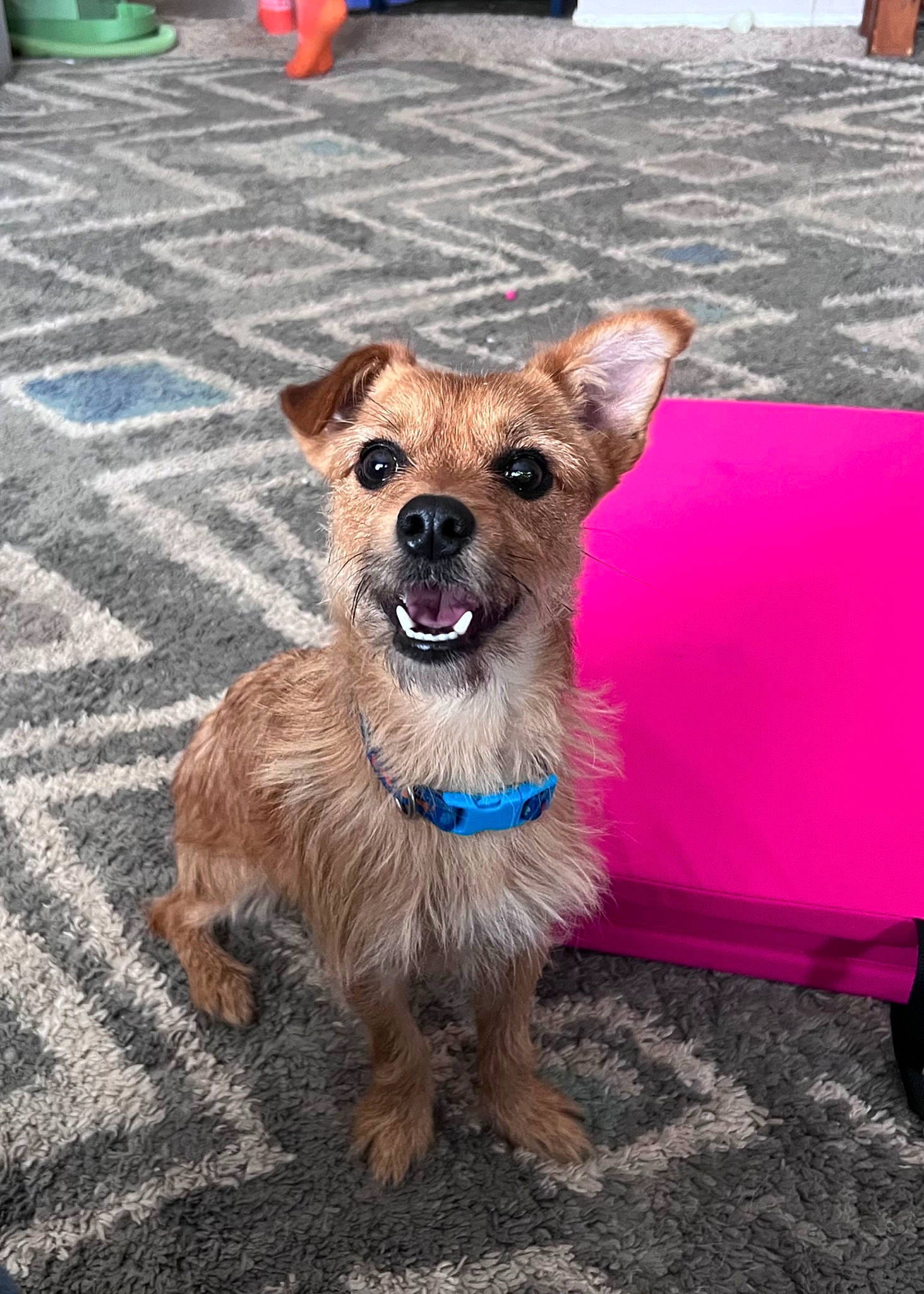 Moose is registered to the contest to win money with this photo: canidae, carnivore, collar, companion_dog, dog, dog_breed, dog_clothes, dog_collar, dog_supply, fawn, flooring, fur, hat, leash, pet_supply, road_surface, snout, sporting_group, toy_dog, working_animal