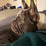 Sugar is registered to the contest to win money with this photo: animal, blanket, blue_eyes, close_up, companion, cozy, cute, dog, domestic, ears, face, french_bulldog, fur, indoor, pet, portrait, profile, resting, snout, wrinkles