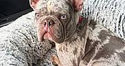 Sugar is registered to the contest to win money with this photo: animal, blue_eyes, canine, car_interior, close_up, companion, curious, cute, dog, domestic_animal, fluffy, french_bulldog, indoor, merle_coat, pet, pet_bed, portrait, relaxed, resting, seat