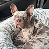 animal, blue_eyes, canine, car_interior, close_up, companion, curious, cute, dog, domestic_animal, fluffy, french_bulldog, indoor, merle_coat, pet, pet_bed, portrait, relaxed, resting, seat