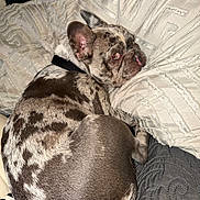 Sugar is registered to the contest to win money with this photo: animal, black_collar, companion, couch, cozy, curled_up, dog, ears, french_bulldog, fur, home, indoor, looking_back, pet, pillow, relaxed, resting, snout, spotted, texture