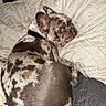 animal, black_collar, companion, couch, cozy, curled_up, dog, ears, french_bulldog, fur, home, indoor, looking_back, pet, pillow, relaxed, resting, snout, spotted, texture