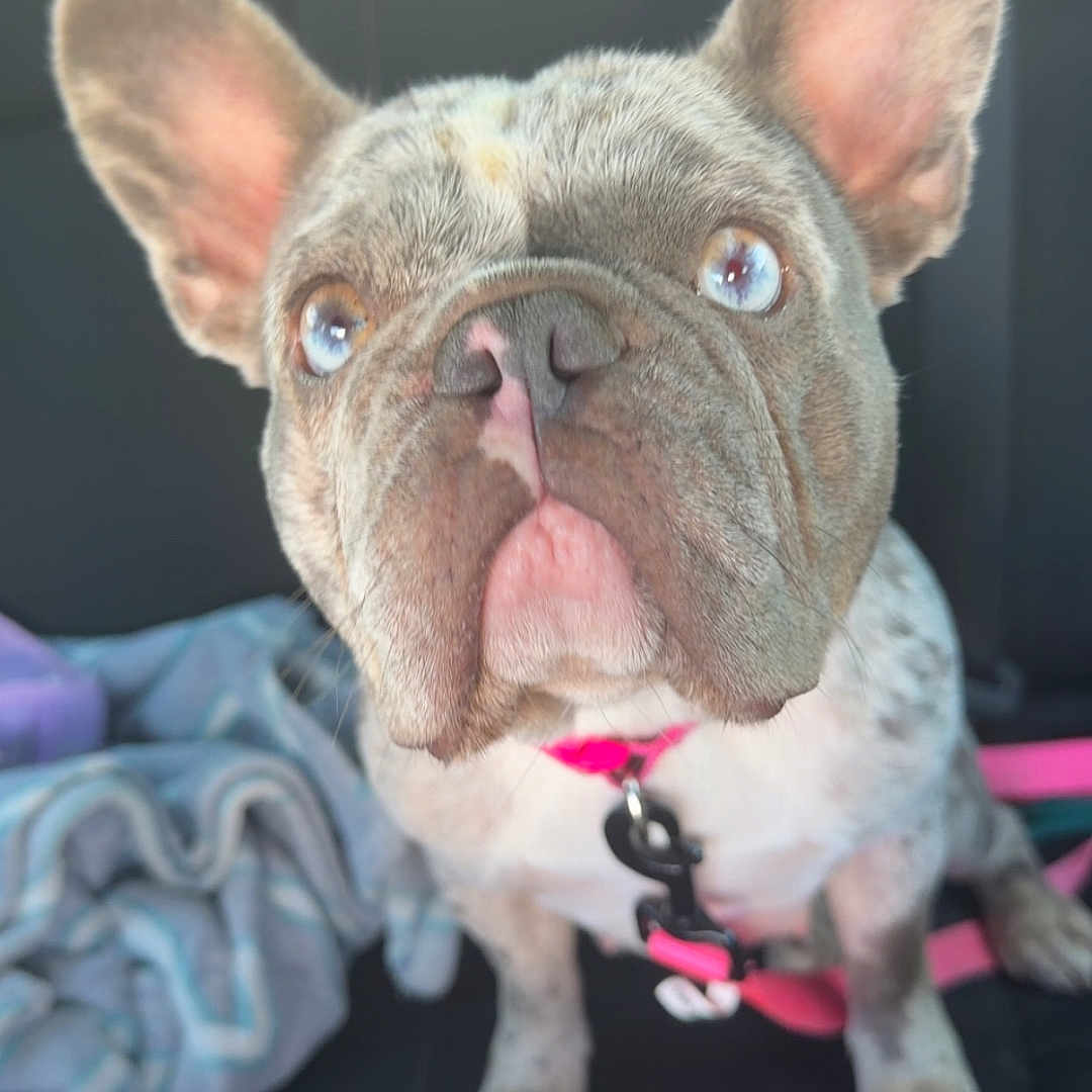 Sugar is registered to the contest to win money with this photo: adorable, animal, blanket, blue_eyes, car_seat, close_up, companion, cute, dog, ears, french_bulldog, fur, indoor, leash, looking_up, pet, pet_accessory, pink_collar, puppy, sitting