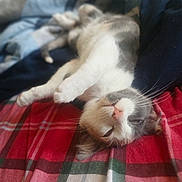 Bella Bean is registered to the contest to win money with this photo: animal, blanket, cat, colorful, comfort, cozy, cute, domestic, feline, fur, indoor, pet, plaid, relaxed, resting, sleeping, soft_focus, striped, upside_down, whiskers