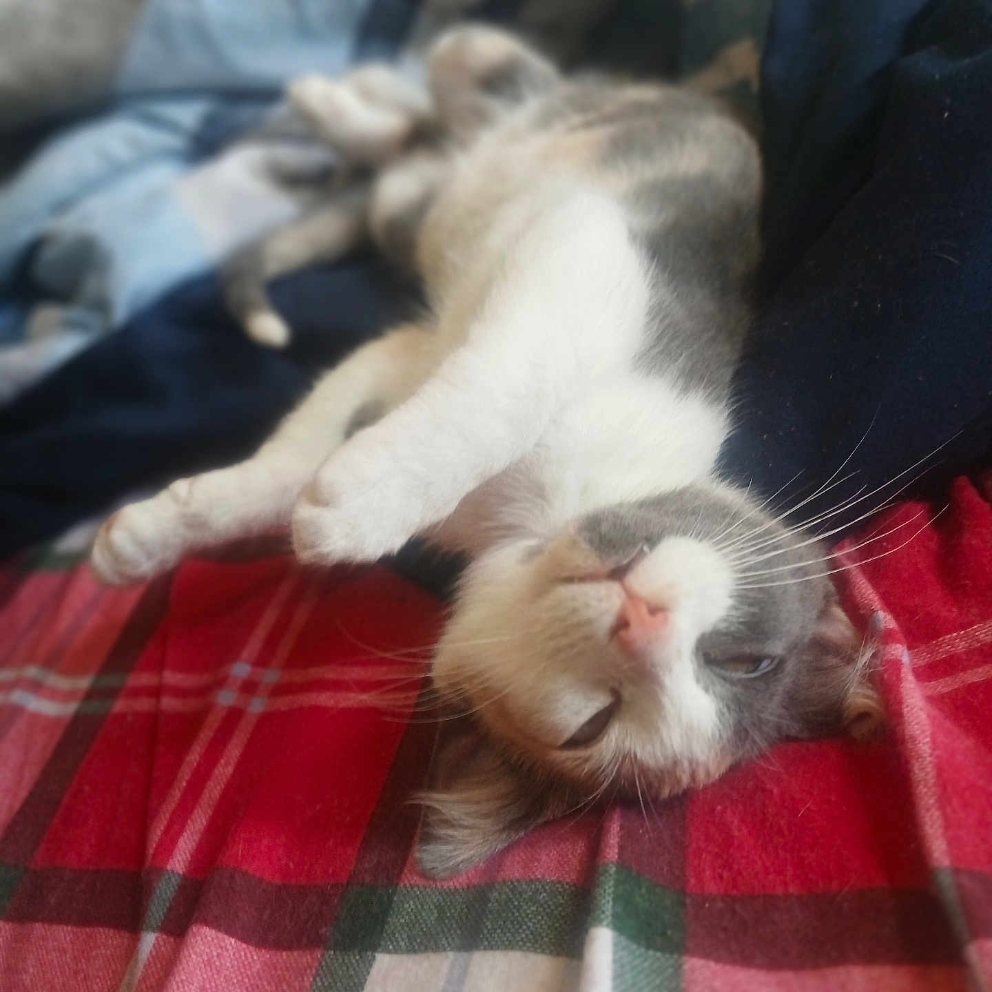 Bella Bean is registered to the contest to win money with this photo: animal, blanket, cat, colorful, comfort, cozy, cute, domestic, feline, fur, indoor, pet, plaid, relaxed, resting, sleeping, soft_focus, striped, upside_down, whiskers