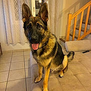 Spyke participe au concours pour gagner de l'argent avec cette photo : dog, german_shepherd, pet, indoor, couch, tongue_out, happy, ears_up, window, curtains, stairs, tile_floor, home, animal, canine, fur, sitting, looking, domestic, companion