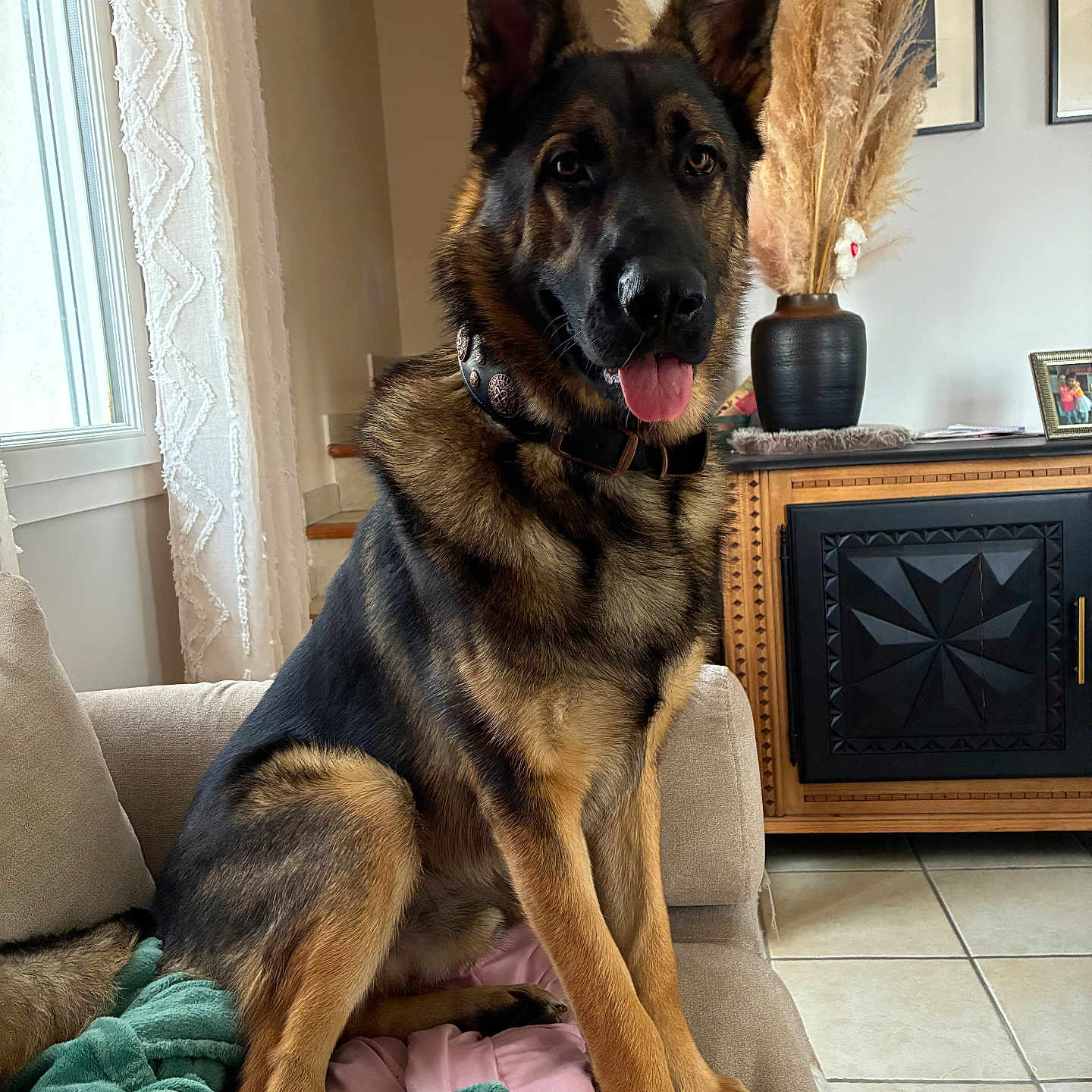 Spyke a rejoint le concours — aidez-le/la à gagner de superbes lots ! blanket, canine, collar, couch, curtains, dog, domestic_animal, furniture, german_shepherd, home_decor, indoor, living_room, pampas_grass, pet, sitting, tile_floor, tongue_out, vase, window, wooden_cabinet