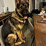 Spyke a rejoint le concours — aidez-le/la à gagner de superbes lots ! dog, german_shepherd, indoor, chair, table, pet, animal, fur, ears, tongue, floor, tile, collar, furniture, home, curtains, decor, wood, sitting, looking