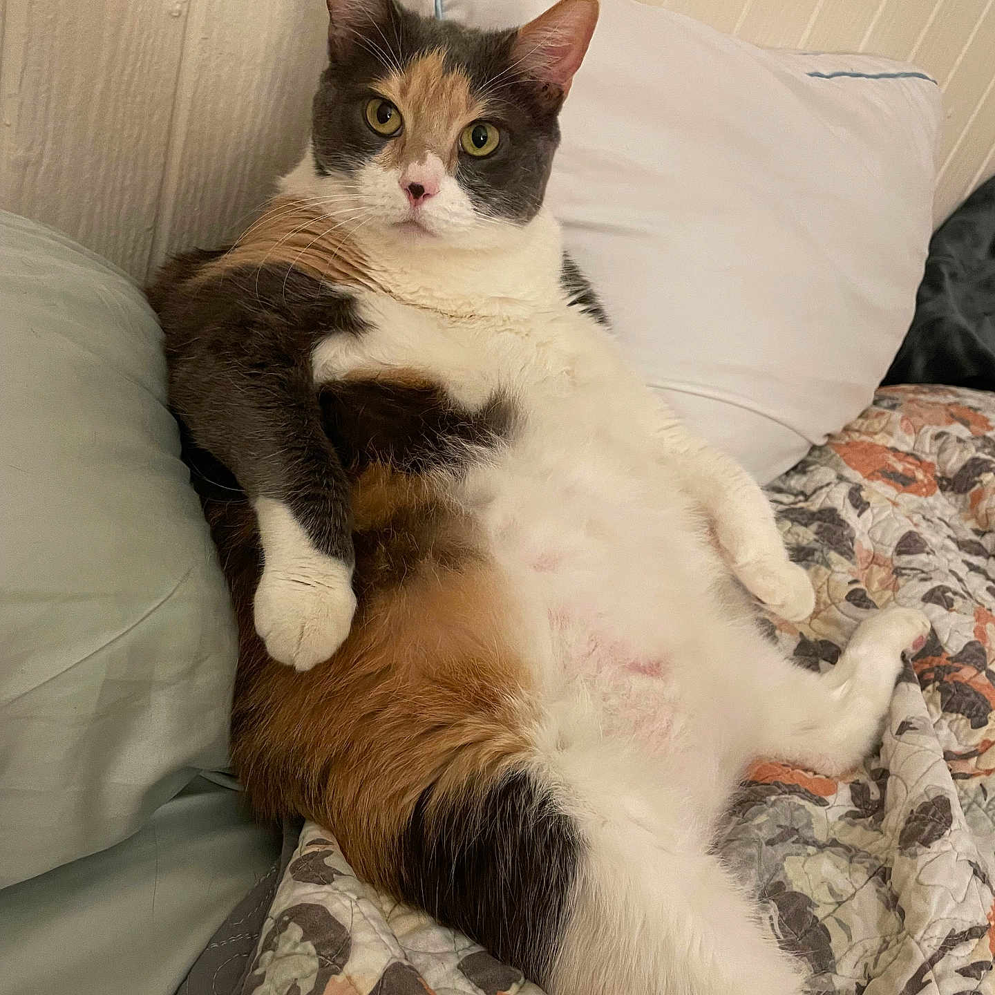Peaches is registered to the contest to win money with this photo: animal, bed, calico, cat, cozy, cute, ears, eyes, feline, fur, indoor, lying_down, mammal, paw, pet, pillow, quilt, relaxed, resting, whiskers