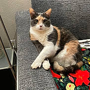 Peaches is registered to the contest to win money with this photo: cat, calico_cat, pet, animal, feline, indoor, couch, furniture, blanket, colorful, relaxed, cute, fur, whiskers, paw, looking, resting, cozy, home, domestic