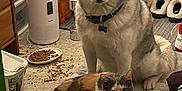 Peaches is registered to the contest to win money with this photo: dog, cat, siberian_husky, calico_cat, pet, indoor, carpet, food, kibble, slippers, humidifier, collar, fur, animal, domestic, floor, home, curious, sitting, looking