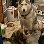 dog, cat, siberian_husky, calico_cat, pet, indoor, carpet, food, kibble, slippers, humidifier, collar, fur, animal, domestic, floor, home, curious, sitting, looking