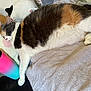 Peaches joined the competition — help win amazing prizes! cat, calico_cat, sleeping, towel, plush_pillow, colorful_tumbler, indoor, cozy, relaxed, pet, fur, resting, paw, nose, whiskers, soft_texture, home, nap, animal, cute