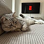 cat, silver_tabby, couch, indoor, relaxed, pet, feline, fur, whiskers, television, netflix_logo, living_room, blurred_background, home, soft_light, texture, comfort, resting, animal, closeup