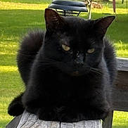 Boo is registered to the contest to win money with this photo: cat, black_cat, fluffy, long_hair, feline, animal, pet, sitting, outdoor, bench, wood, garden, grass, greenery, sunlight, yellow_eyes, ears, whiskers, grumpy, portrait